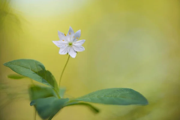 Arktische Sternblume Emsland Niedersachsen Deutschland Europa — Stockfoto