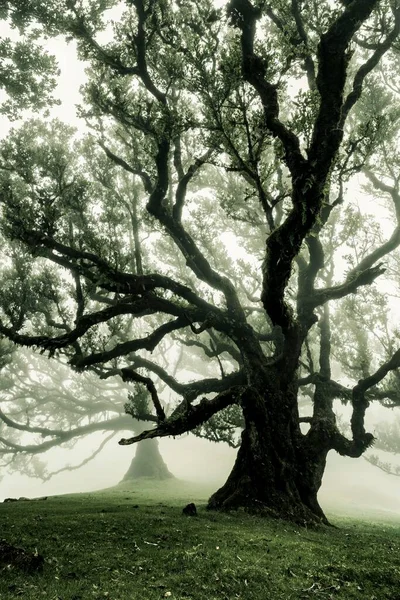 Stinkwood Δέντρο Ocotea Foetens Στην Ομίχλη Δάφνη Δάσος Laurissilva Δάσος — Φωτογραφία Αρχείου