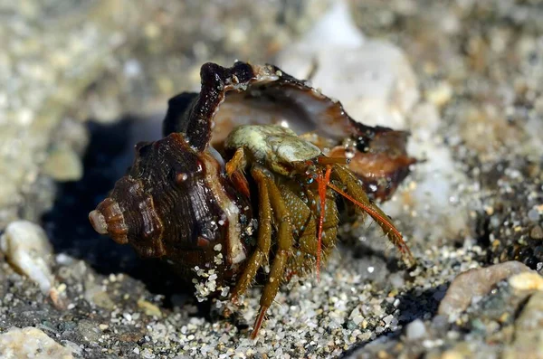 Crabe Ermite Commun Pagurus Bernhardus Sortant Coquille Côte Près Aleria — Photo