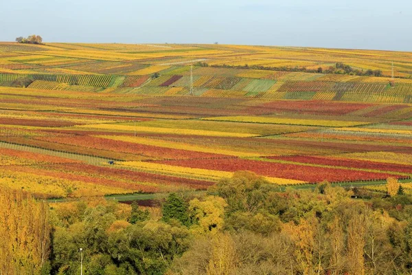 Vineyards Autumn Siebeldingen Sdliche Weinstrae Palatinate Forest Rhineland Palatinate Germany — Photo