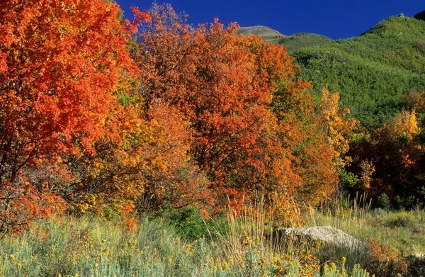 Fall Coloured Maple Trees Wasatch Range Utah Usa North America — Photo
