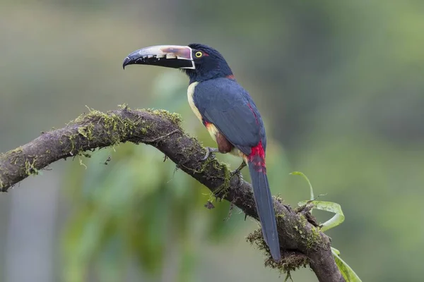 Аракари Воротником Коста Рика Центральная Америка — стоковое фото