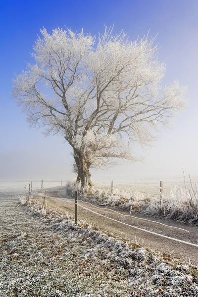 Field Path Winterly Landscape Hoarfrost Fog Fribourg Switzerland Europe — Stock Fotó