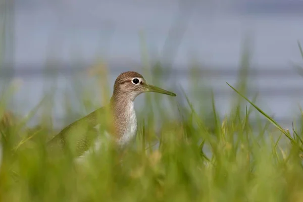 Sandpiper East Frisian Islands Friesland Lower Saxony Germany Europe — Stock Photo, Image