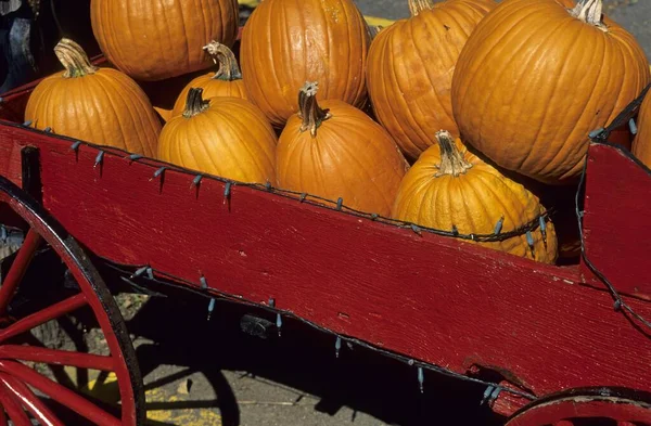 Ripe Gourds Fall Decoration North Carolina Usa North America — Zdjęcie stockowe