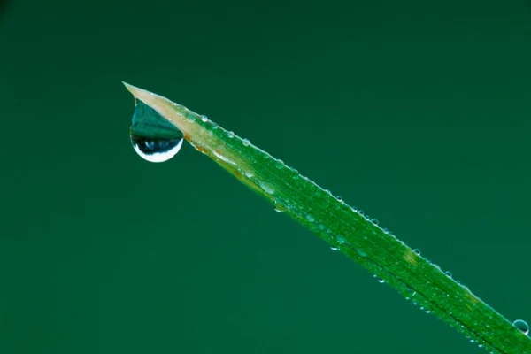 Drop Water Blade Grass Wassertropfen Auf Grashalm — Stockfoto