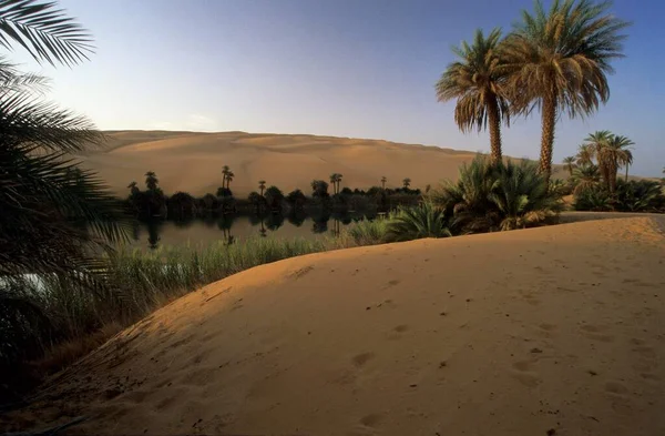 Palm Trees Sand Dunes Lake Erg Ubari Idhan Awbari Libya — Stockfoto