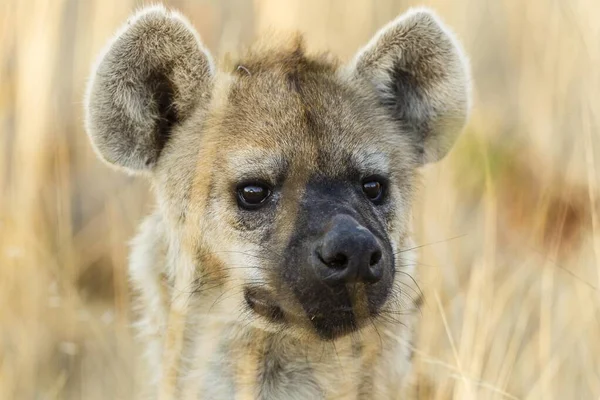 Spotted Hyena Portrait Mashatu Game Reserve Tuli Block Botswana Africa — Foto de Stock