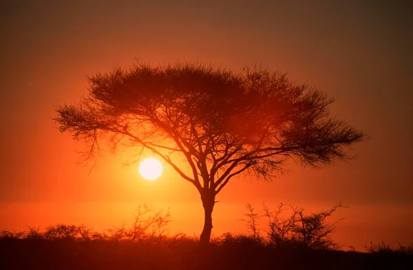 Parasol Cierń Akacja Wschodzie Słońca Park Narodowy Etosha Namibia Acacia — Zdjęcie stockowe