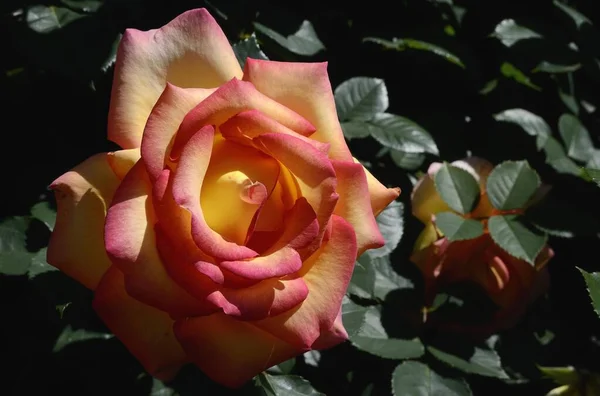 Rose Rosa Flower Moriani Corsica France Europe — Stockfoto