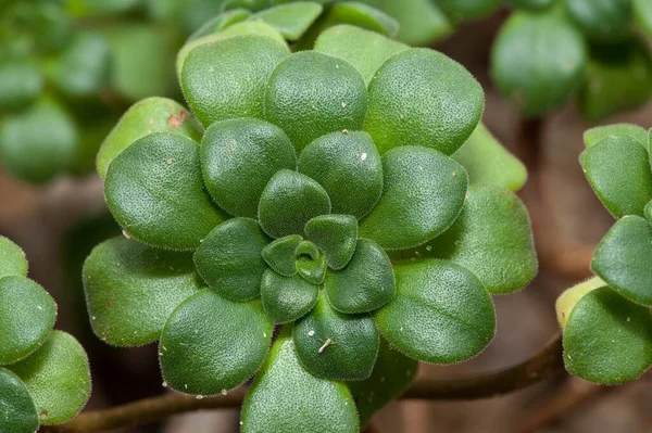 Aeonium Lindleyi Aeonium Lindleyi — стокове фото