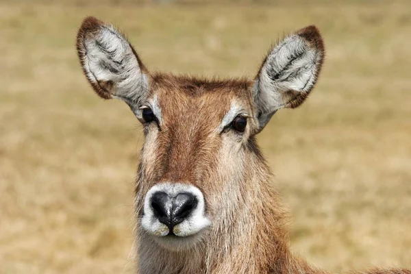 Cabeça Waterbuck — Fotografia de Stock