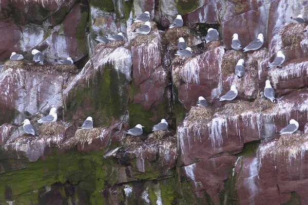 Bird Rock Whitless Bay Ecological Reserve Avalon Peninsula — Stock Photo, Image