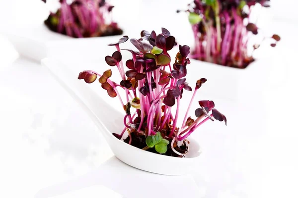 Radish Sprouts White Background — Stock fotografie