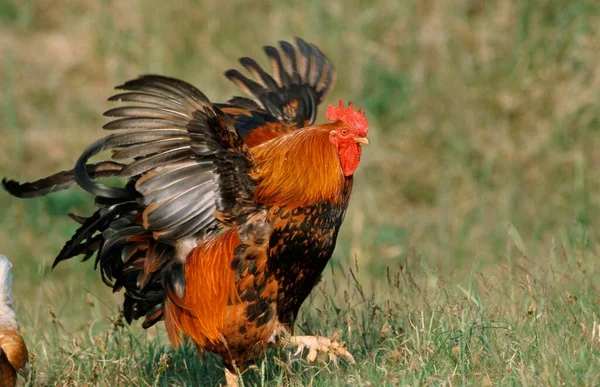 Domestic Cock Free Range Island Texel Netherlands — стоковое фото