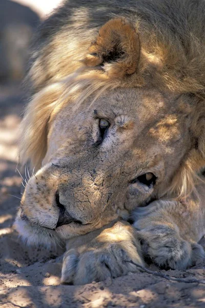 Lion Head Portrait South Africa — 스톡 사진