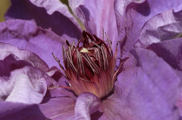 Jackman Clematis Clematis Jackmanii — стокове фото