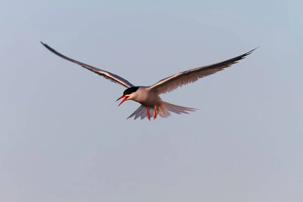 Common Tern bird in flight, East Frisian Islands, East Frisia, Lower Saxony, Germany, Europe