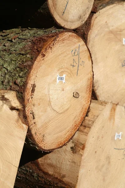 Tree Logs Piled Numbered Labeled Ready Transport — 图库照片