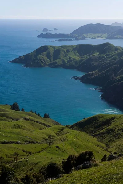 Hilly Green Landscape Marlborough Sounds Okuri Bay Marlborough South Island — Stok fotoğraf