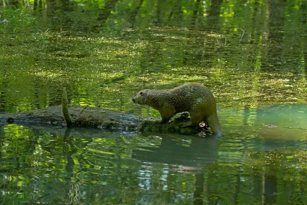 Otter Lutra Lutra Tree Trunk Water Isselburg Germany Europe — Stock Photo, Image