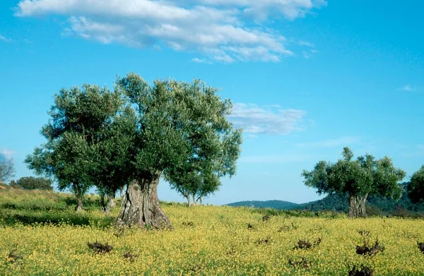 Olive Trees Extremadura Spain Olea Europea — 스톡 사진