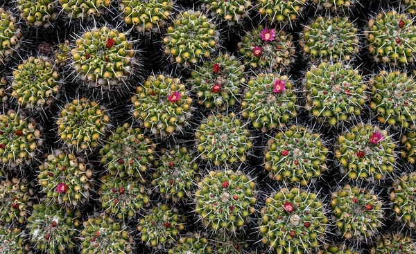 Kaktusz Lila Virágokkal Gran Canaria Kanári Szigetek Spanyolország Európa — Stock Fotó
