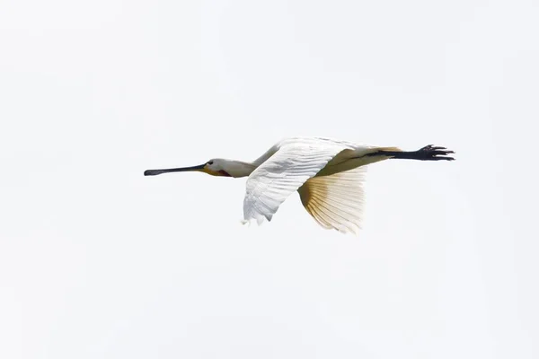 Common Spoonbill Flight Texel North Holland Netherlands — Stock Photo, Image