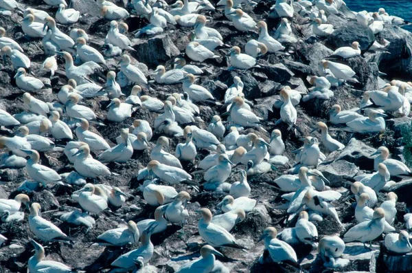 Northern Gannet Colony Cape Mary Newfoundland Canaca Morus Bassanus — Zdjęcie stockowe