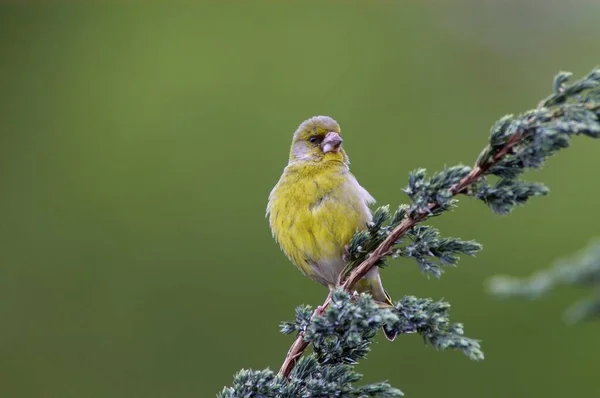 Greenfinch Bird Sitting Branch — Stock fotografie