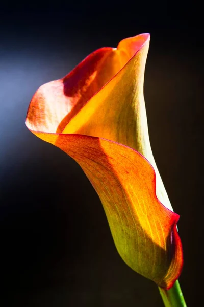 Orange Red Flower Calla Calla Lily Flowers Close View Summer — Φωτογραφία Αρχείου