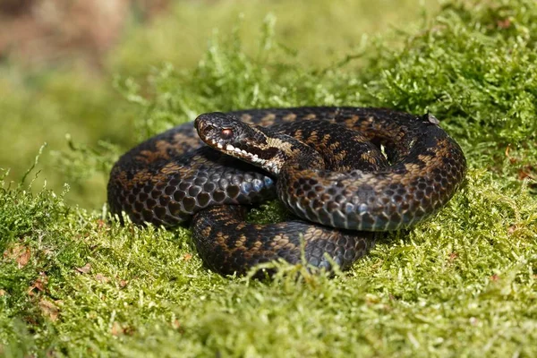 Common European Viper Sunbathing Moss Schleswig Holstein Germany Europe — Stockfoto