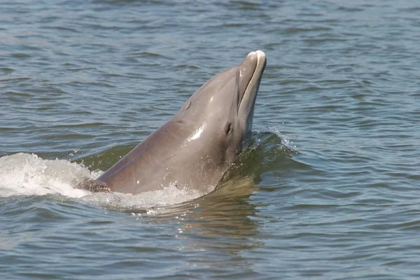 Delfín Moři Close Pohled — Stock fotografie