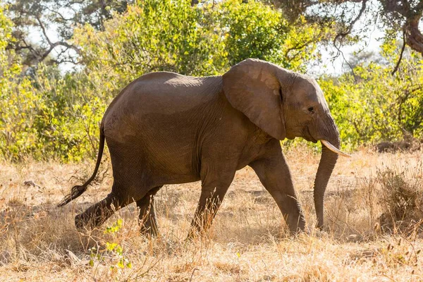 African Elephant Loxodonta Africana Scrubland Mashatu Game Reserve Tuli Block — ストック写真