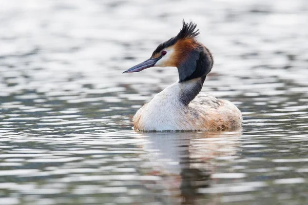 Great Crested Grebe Podiceps Cristatus Water Emsland Lower Saxony Germany — 图库照片