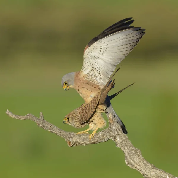 Lesser Kestrels Falco Naumanni Breeding Pair Mating Branch Extremadura Spain — стоковое фото