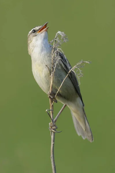 Warbler Acrocephalus Schoenobaenus — Zdjęcie stockowe