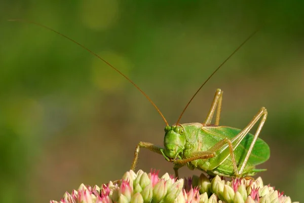 Twitching Green Bushcricket Masculino Schleswig Holstein Alemanha Tettigonia Cantans — Fotografia de Stock