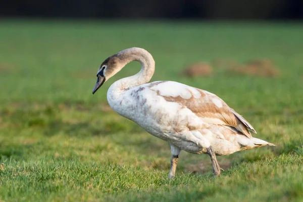 Mute Swan Fuldabrueck Hesse Germany Europe — ストック写真