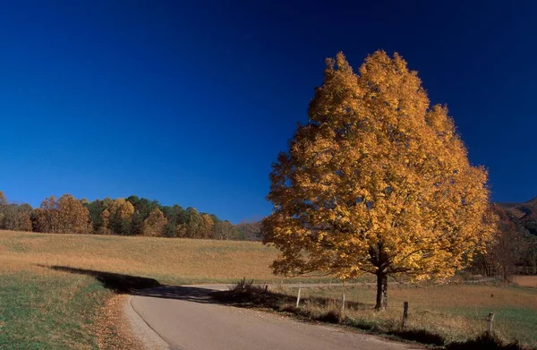 Deciduous Tree Autumn Great Smoky Mountains National Park North Carolina — Fotografia de Stock