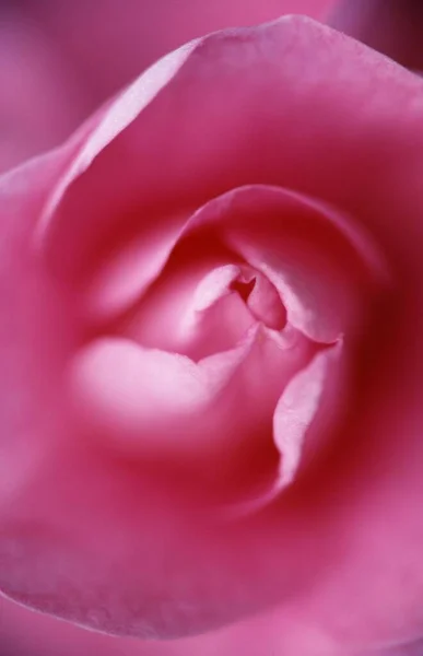 Růžový Květ Rosa Spec — Stock fotografie