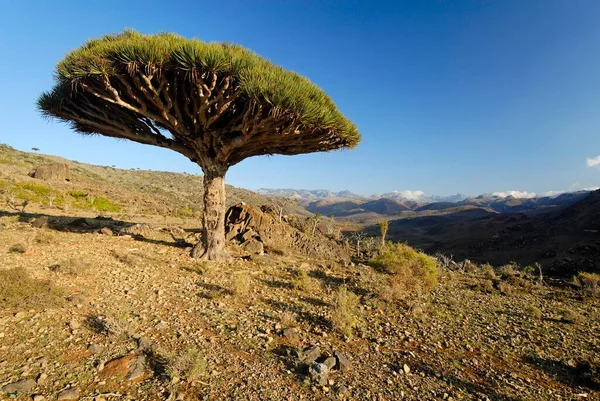 Кровавое Дерево Драконов Острове Сокотра Объект Всемирного Наследия Юнеско Йемен — стоковое фото