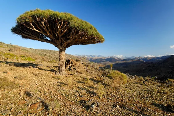 Dragons Blood Tree Socotra Island Unesco World Heritage Site Yemen — Stockfoto