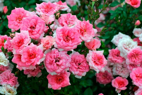 Dwarf Rose Flowers Close View Summer Concept —  Fotos de Stock