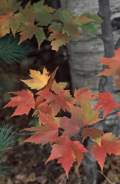 Sugar Maple in autumn, New Hampshire, USA / (Acer saccharum)