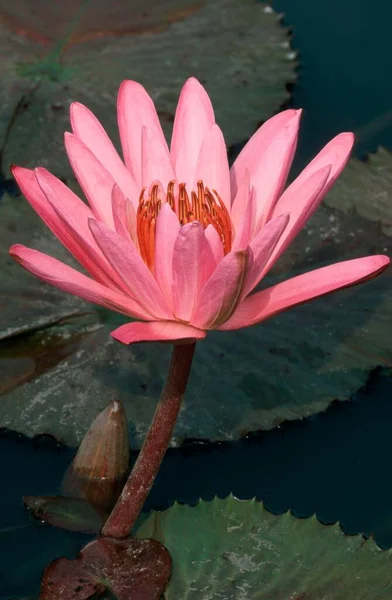 Waterlily Nymphaea Close — стоковое фото