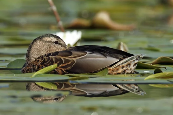 Mallard Anas Platyrhynchos Odpoczynek Łóżku Lilii Wodnej Refleksją Jezioro Leppinsee — Zdjęcie stockowe