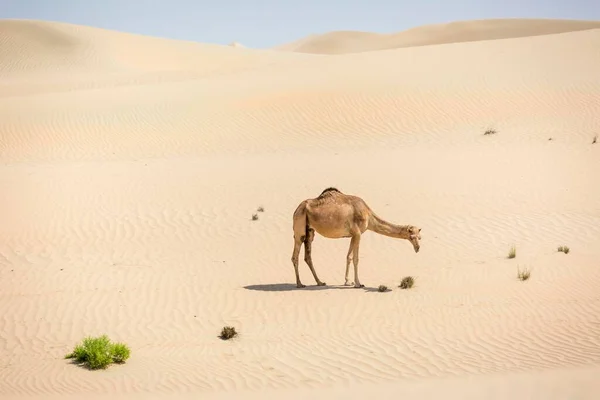 Dromedary Sand Dunes Rub Khali Desert United Arab Emirates Asia — Foto de Stock