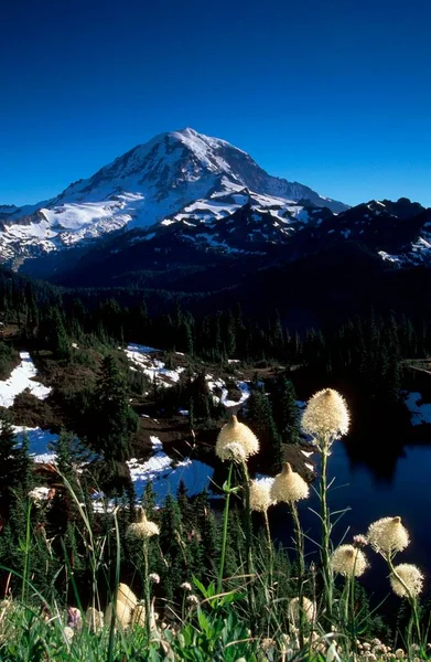 Rainier Dağı Önündeki Beargrass Dağı Ulusal Parkı Washington Abd Xerophyllum — Stok fotoğraf