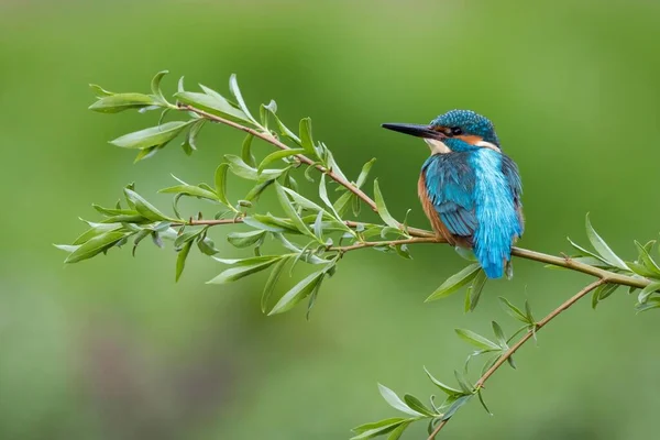 Kingfisher Willow Branch Hesse Germany Europe — Stock Fotó